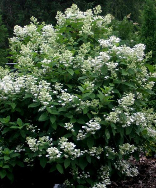 Hydrangea paniculata Pépinière Jasmin