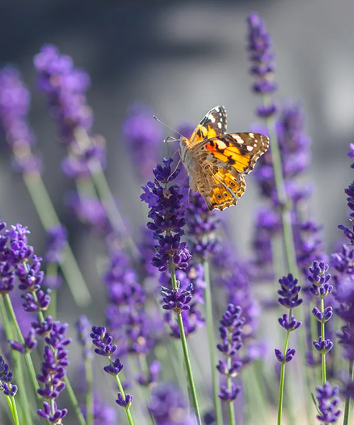 Lavandula Angustifolia P Pini Re Jasmin