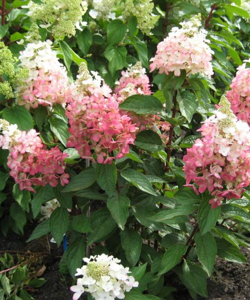 Hydrangea paniculata Pépinière Jasmin