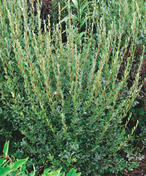 Salix repens Pépinière Jasmin