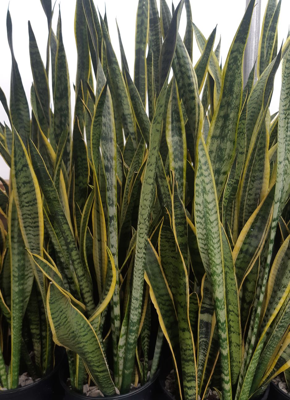 Sansevieria laurentii Pépinière Jasmin