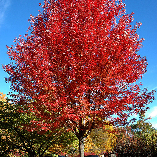 Quercus robur – Pépinière Jasmin