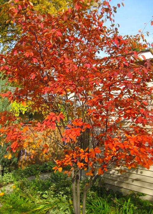 Amelanchier × grandiflora – Pépinière Jasmin