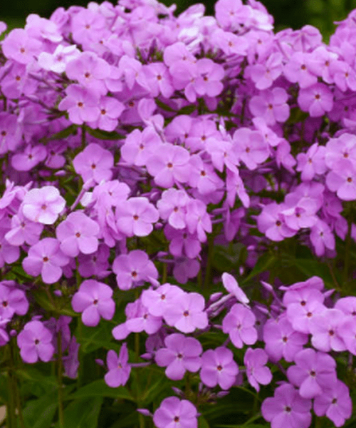 Phlox Paniculata – Pépinière Jasmin