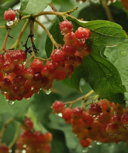 Viburnum trilobum compactum – Pépinière Jasmin