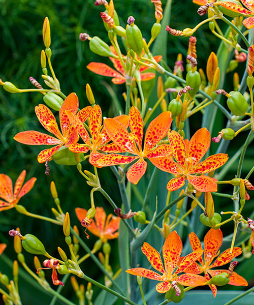 Belamcanda chinensis – Pépinière Jasmin