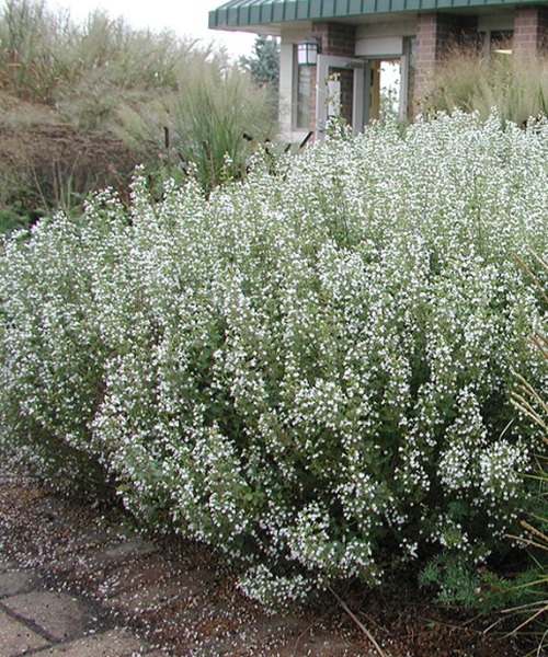 CALAMINTHA NEPETA NEPETA LESSER CALAMINT US PERENNIALS, 53% OFF