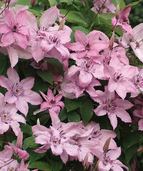 Clematis Pépinière Jasmin