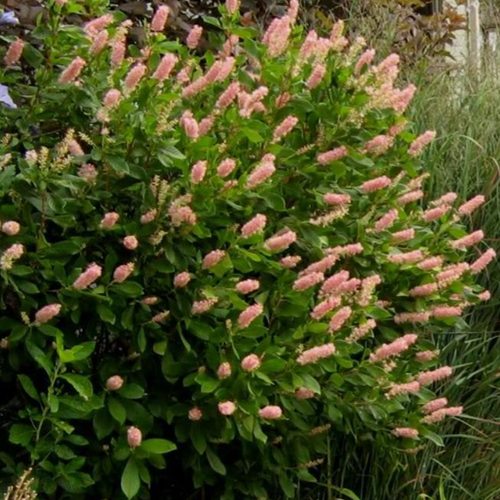 Rhododendron Azalea Pépinière Jasmin 2014