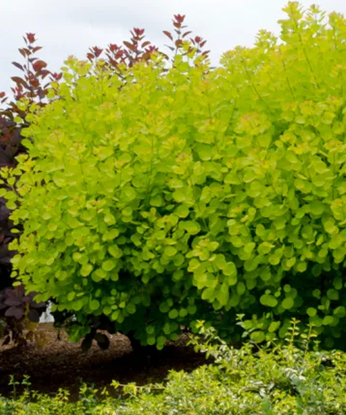 Romberg Mini-Serre & Jardinière BOQUBE L Plus Green Edition, 1 kit -  Bloomling France