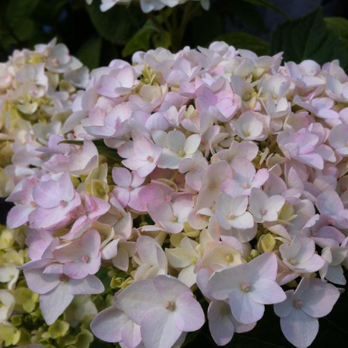 Buy hydrangea Hydrangea macrophylla Blushing Bride: £17.99 Delivery by  Crocus