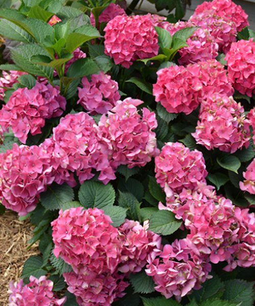 Hydrangea macrophylla – Pépinière Jasmin