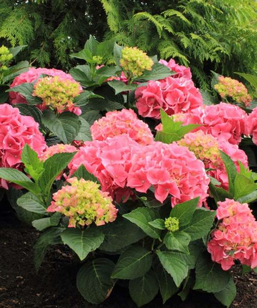 Hydrangea macrophylla – Pépinière Jasmin