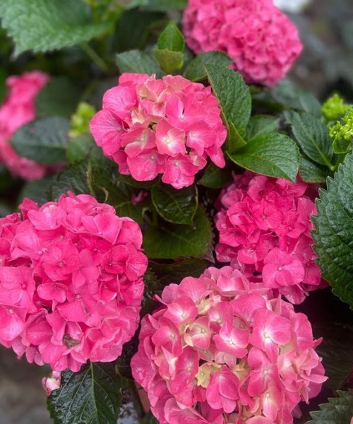 Hydrangea macrophylla – Pépinière Jasmin