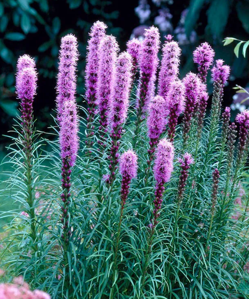 Liatris deals