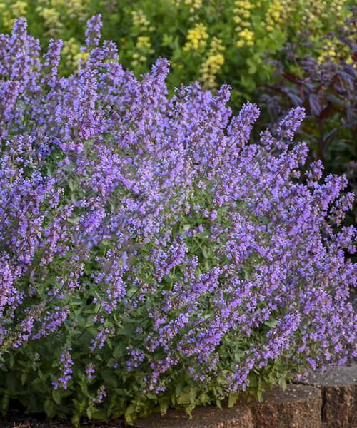 Cat's Meow' Catmint Nepeta Faassenii Proven Winners, 50% OFF