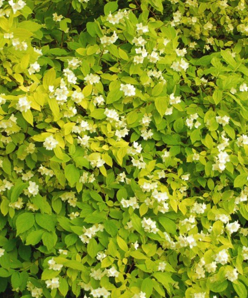 Romberg Mini-Serre & Jardinière BOQUBE L Plus Green Edition, 1 kit -  Bloomling France