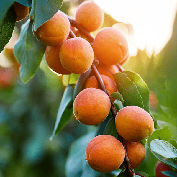 Plum tree ‘Early Golden’ – Pépinière Jasmin