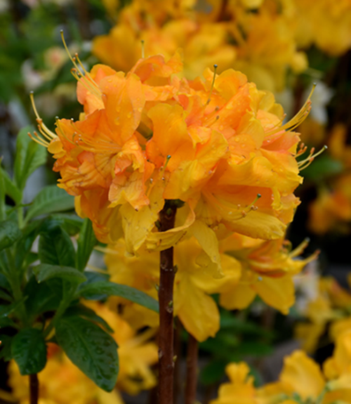 Rhododendron Apple Brandy – Kilmarnock Nurseries