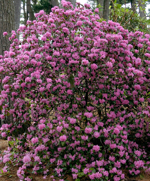 Rhododendron – Pépinière Jasmin