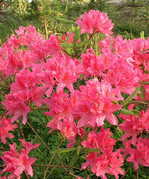 Rhododendron (Azalea) – Jardin Jasmin