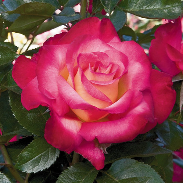 Rosa ‘Dick Clark’ – Pépinière Jasmin