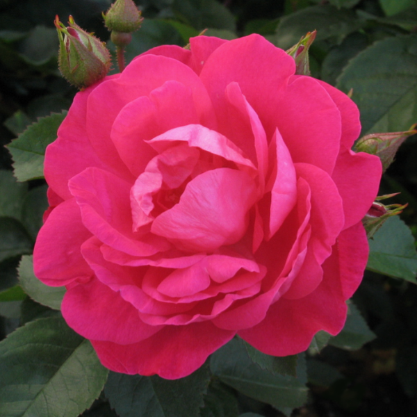 Roses – Page 4 – Pépinière Jasmin