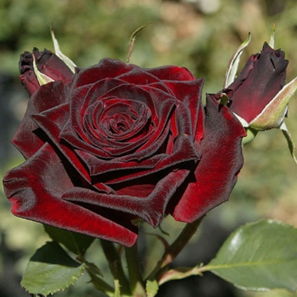 Rosa 'Black Baccara' – Jardin Jasmin