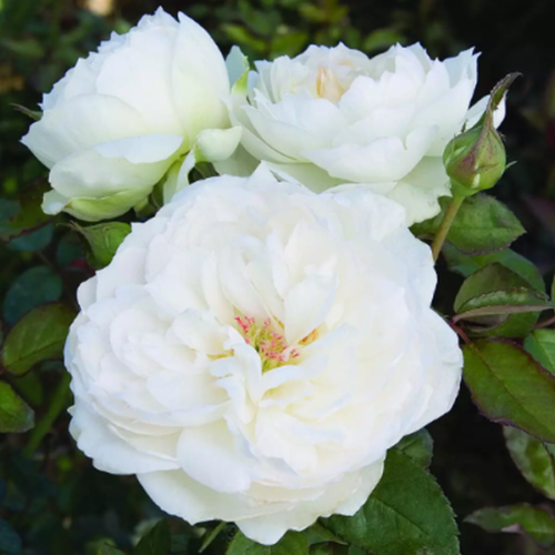 Rosa 'Bolero' – Pépinière Jasmin