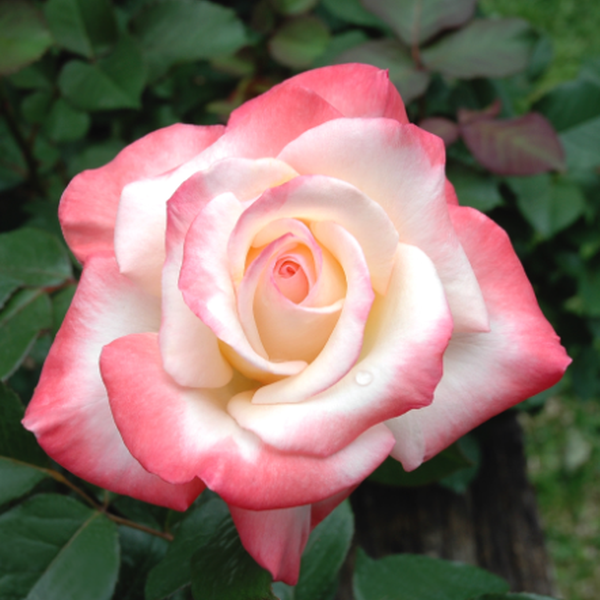 その他 rose Asian Rose Species – Page 3 – SpringlandFlowers