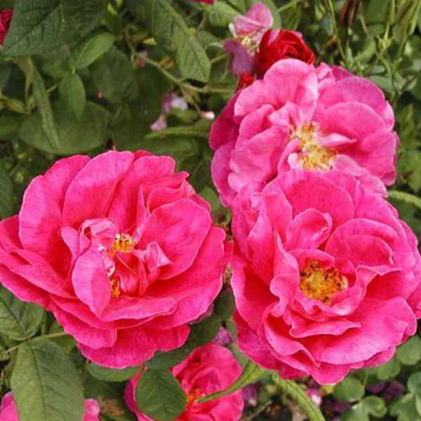 4990yndzw_2311_1_i_01.jpg