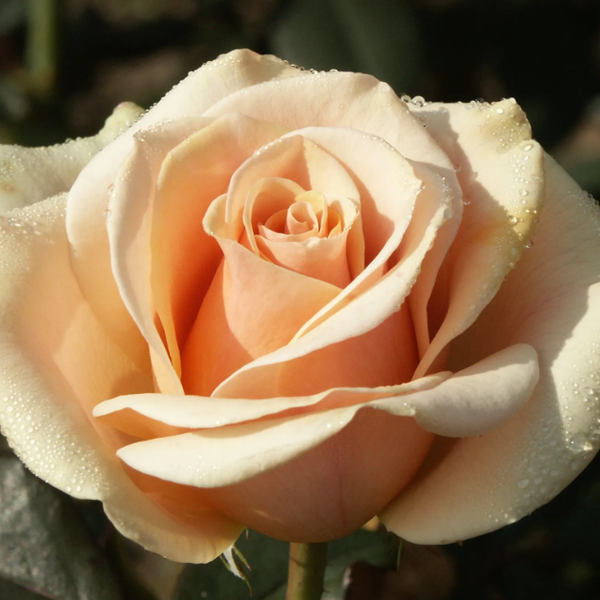 Rosa 'Forever Yours' – Pépinière Jasmin