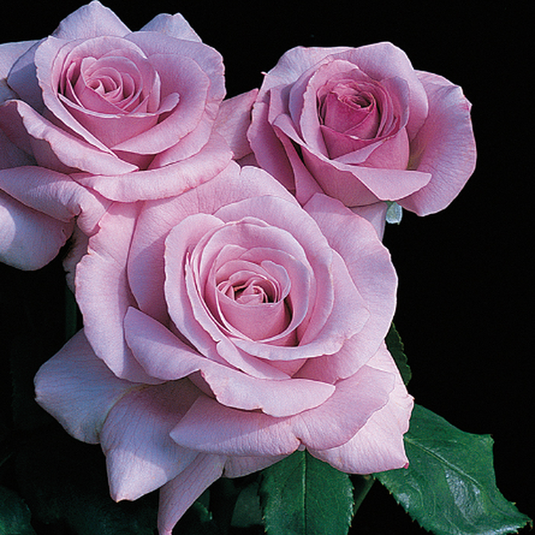Roses – Page 4 – Pépinière Jasmin