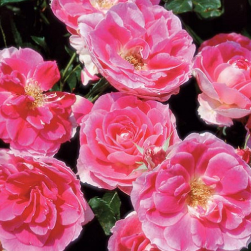 Rosa 'Forever Yours' – Pépinière Jasmin