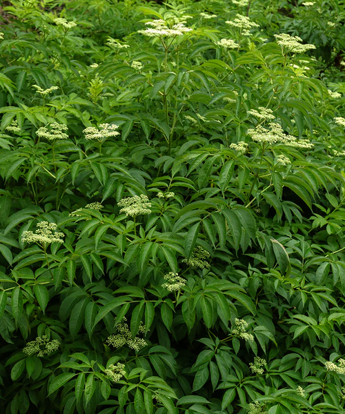 5 Semi Di Sambucus Canadensis, Sambuco Del Canada, Sambuco Bianco - Foto 13