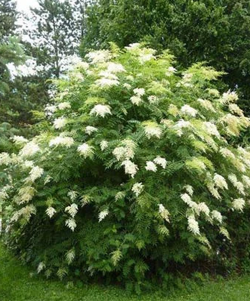 Sorbaria aitchisonii – Pépinière Jasmin