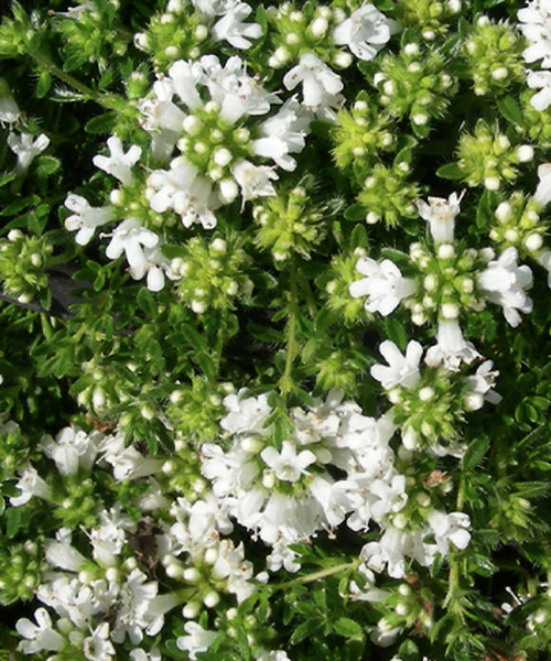 Thymus serpyllum Pépinière Jasmin
