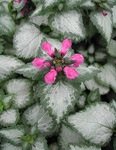 LAMIUM MACULATUM PURPLE DRAGON