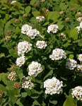 SPIRAEA BET. TOR