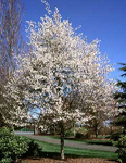 AMELANCHIER LAEVIS SPRING FLURRY