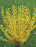 FORSYTHIA SHOW OFF