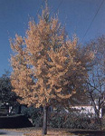 GINKGO BIL. AUTUMN GOLD