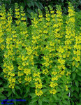 LYSIMACHIA PUNCTATA