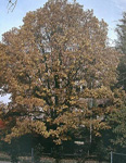QUERCUS MACROCARPA