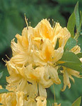 RHODODENDRON LEMON LIGHTS