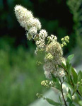 SPIRAEA LATIFOLIA