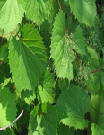 VITIS RIPARIA
