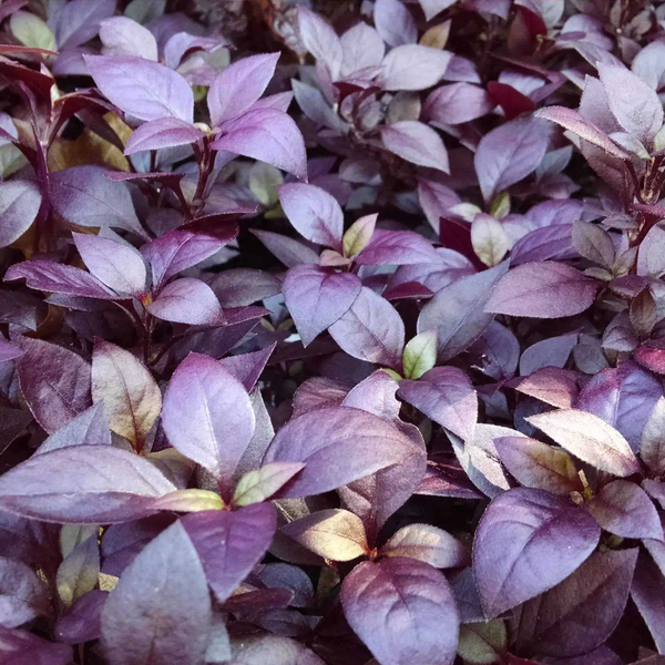 Alternanthera brasiliana – Pépinière Jasmin