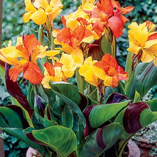 Canna cleopatra discount