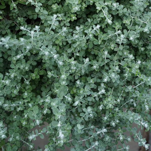 Helichrysum 'Silver Mist